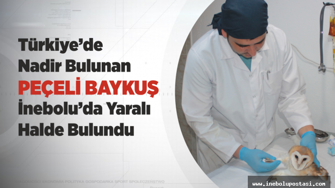 Yaralı bulunan Peçeli Baykuş emin ellerde