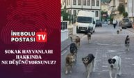 İnebolu’da sokak hayvanları konusunu vatandaşlara sorduk | İnebolu Postası sokak röportajı