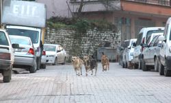 İnebolu’da sahipsiz köpekler bir günde 3 kişiyi ısırdı