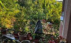 gallery_8