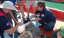 Beyaz Kum Midyesi izleme çalışmaları yapıldı
