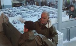 İnebolu’dan 440 ton hamsi karaya çıkartıldı