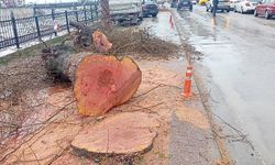 Asırlık ağaçlar kökünden kesildi!