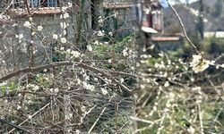 Yalancı bahar ağaçlara çiçek açtırdı