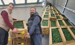 İnebolu’da sebze üretimine dev destek: 147 bin fide dağıtıldı