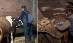 İnebolu'da şap hastalığına karşı yoğun çalışma