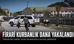Kaçak kurbanlık dana ortalığı birbirine kattı