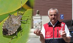 Kahverengi kokarcaya karşı 5 bin samuray arısı doğaya salındı