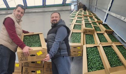 İnebolu’da sebze üretimine dev destek: 147 bin fide dağıtıldı