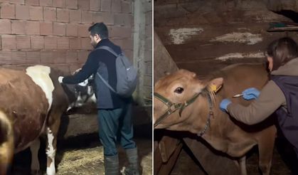 İnebolu'da şap hastalığına karşı yoğun çalışma