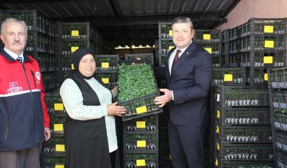 İnebolu'da çiftçilere 124 bin adet sebze fidesi desteği sağlandı