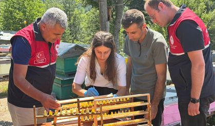 İnebolu'da kadın arıcılardan arı sütü üretimi