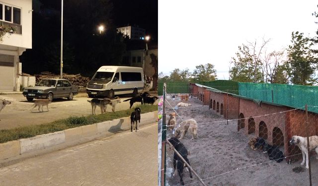 İnebolu'da sahipsiz sokak hayvanları toplanıyor