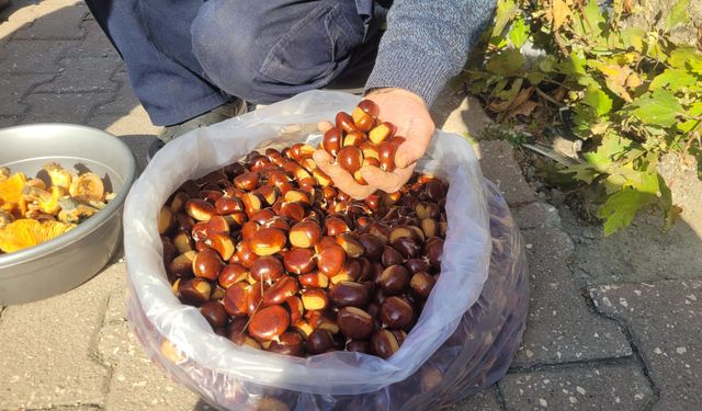 Kuzu kestane pazara indi