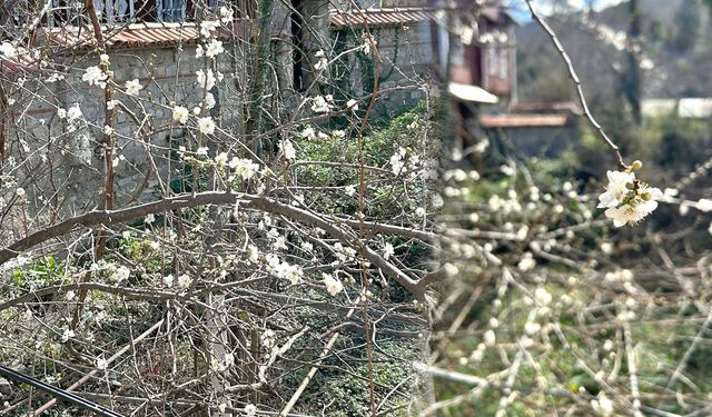 Yalancı bahar ağaçlara çiçek açtırdı