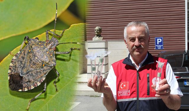 Kahverengi kokarcaya karşı 5 bin samuray arısı doğaya salındı