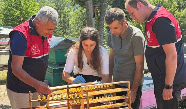 İnebolu'da kadın arıcılardan arı sütü üretimi