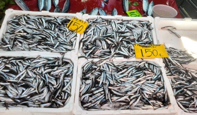 Sezonun İlk Hamsisi Tezgahlara Çıktı