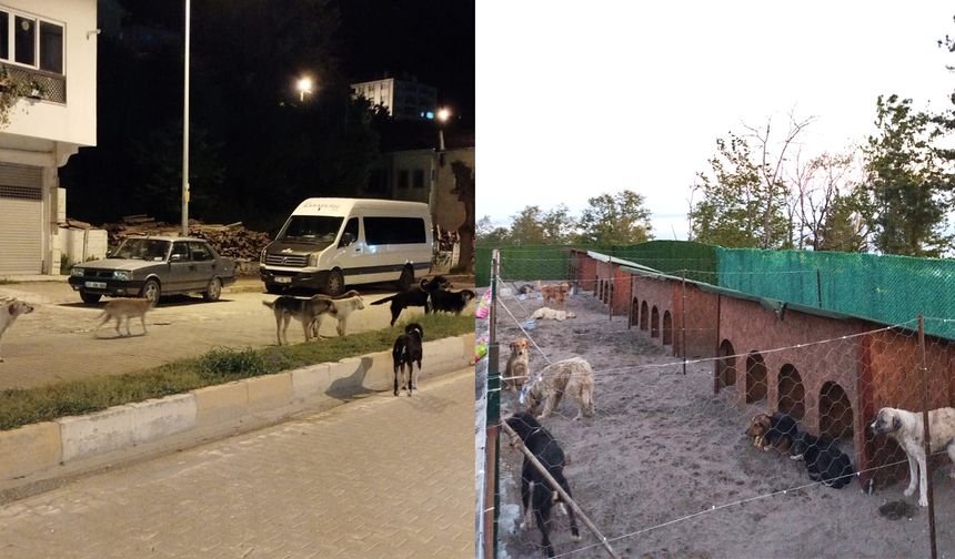 İnebolu'da sahipsiz sokak hayvanları toplanıyor