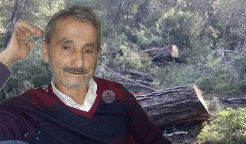 Kesilen ağacın altında kalarak yaşamını yitirdi