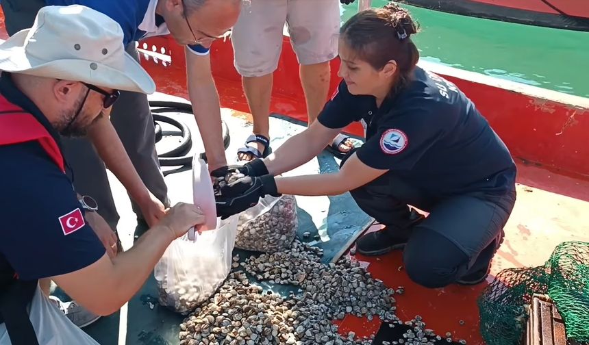 Beyaz Kum Midyesi izleme çalışmaları yapıldı