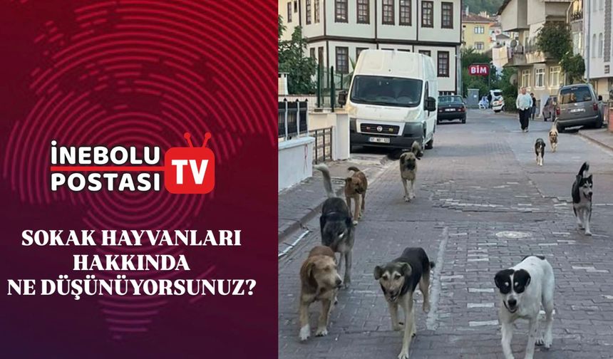İnebolu’da sokak hayvanları konusunu vatandaşlara sorduk | İnebolu Postası sokak röportajı