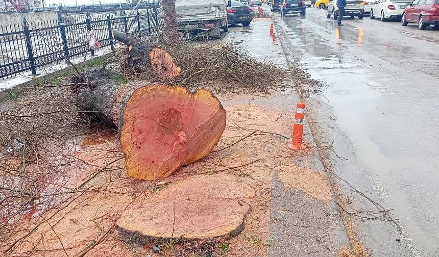 Asırlık ağaçlar kökünden kesildi!