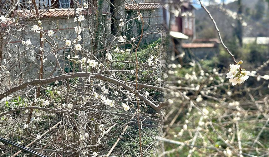 Yalancı bahar ağaçlara çiçek açtırdı