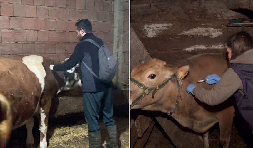 İnebolu'da şap hastalığına karşı yoğun çalışma