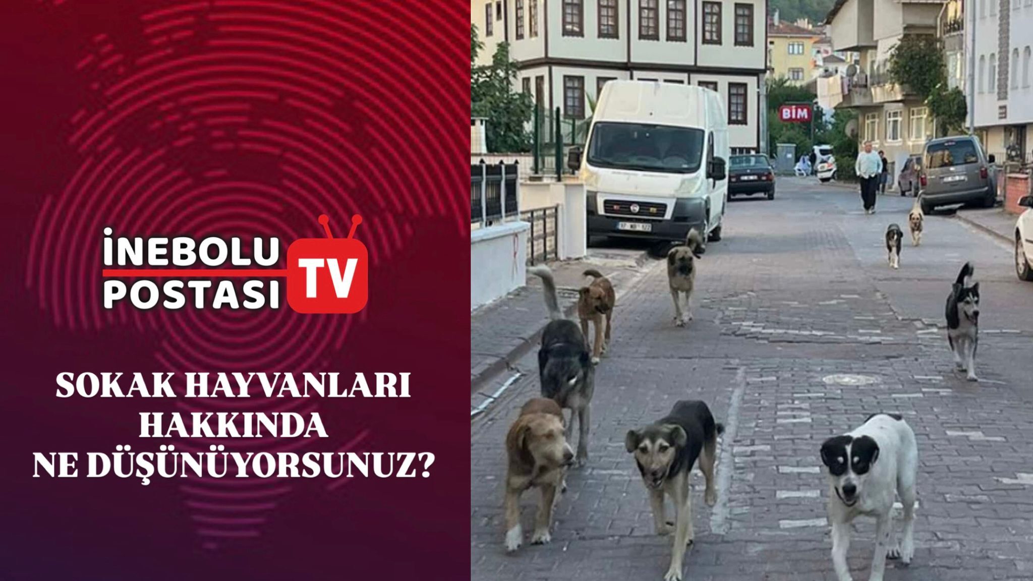 İnebolu’da sokak hayvanları konusunu vatandaşlara sorduk | İnebolu Postası sokak röportajı